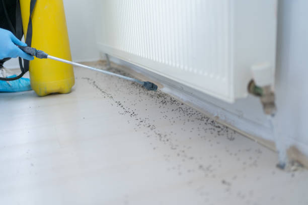Reliable Wise, VA Pest Control Solutions